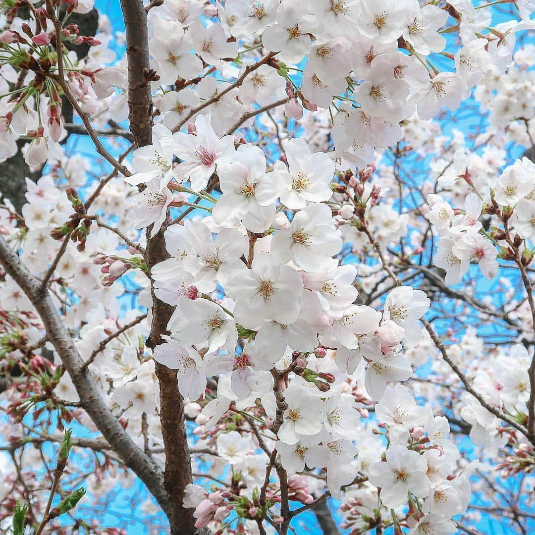 2020年東京オリンピックさんのインスタグラム写真 - (2020年東京オリンピックInstagram)「Sharing the most beautiful moment in Tokyo, #sakura in full bloom 🌸 This time next year, the Olympic Torch Relay will begin! . | Photo by Tokyo 2020」3月31日 18時18分 - tokyo2020