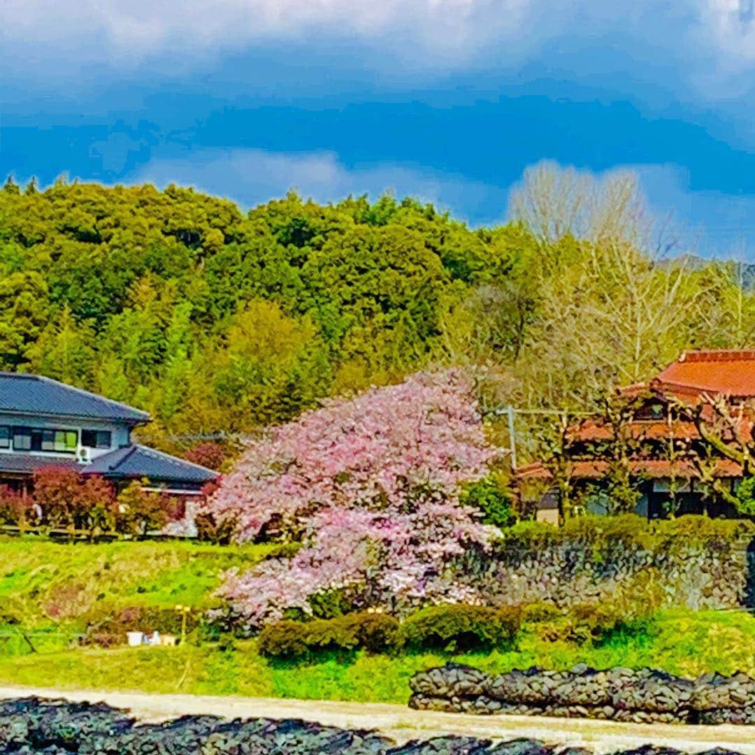 松井礼明さんのインスタグラム写真 - (松井礼明Instagram)「九州北部豪雨の被災地です。かつてここは桜の名所だったそうです。周囲を見渡すと、向こう岸に一本だけ見事な桜が花を咲かせていました。  #復興 #九州北部豪雨 #桜 #朝倉」3月31日 18時19分 - hiroaki.matsui1976