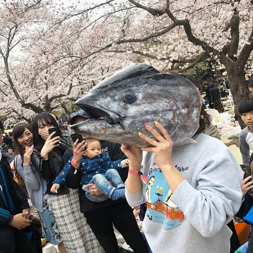 チャベス愛さんのインスタグラム写真 - (チャベス愛Instagram)「. . . わたしの今年の花見🐟 . . . #花見 #すごい花見 #魚人 #マグロ」3月31日 18時19分 - ai_officialx