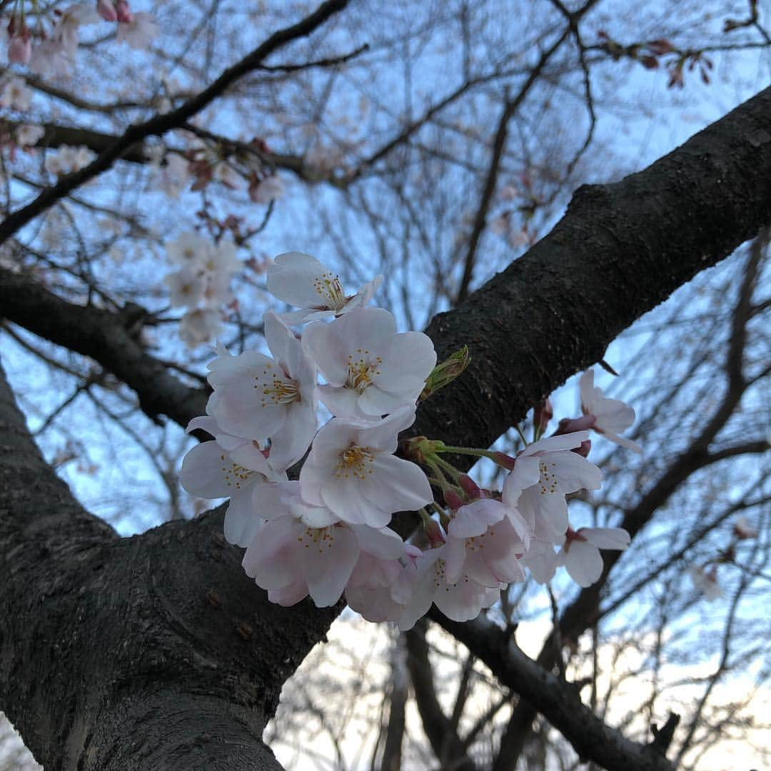 Megumiさんのインスタグラム写真 - (MegumiInstagram)「今日の #桜  #東京」3月31日 18時22分 - paix2megumi