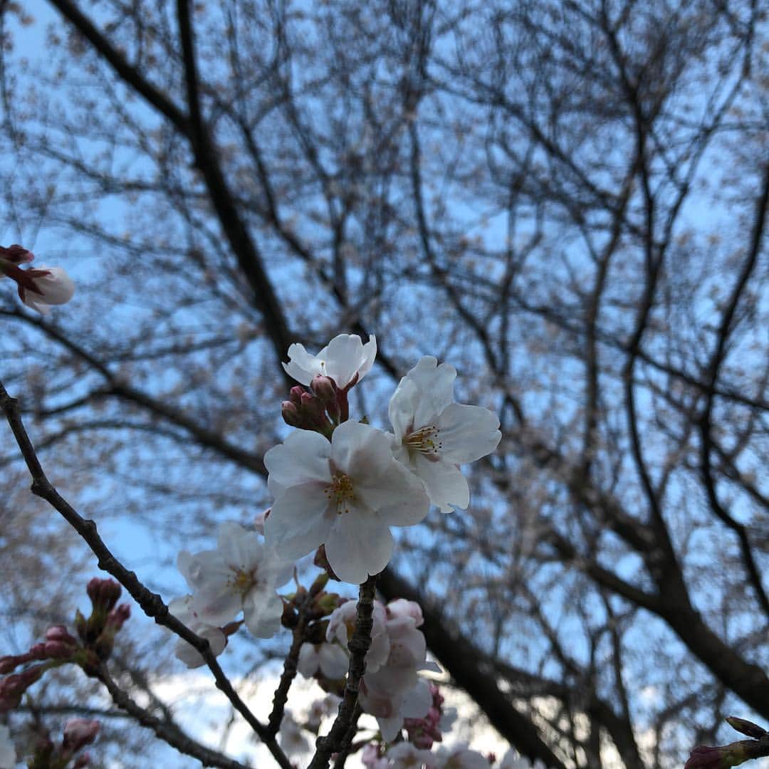 Megumiさんのインスタグラム写真 - (MegumiInstagram)「今日の #桜  #東京」3月31日 18時22分 - paix2megumi