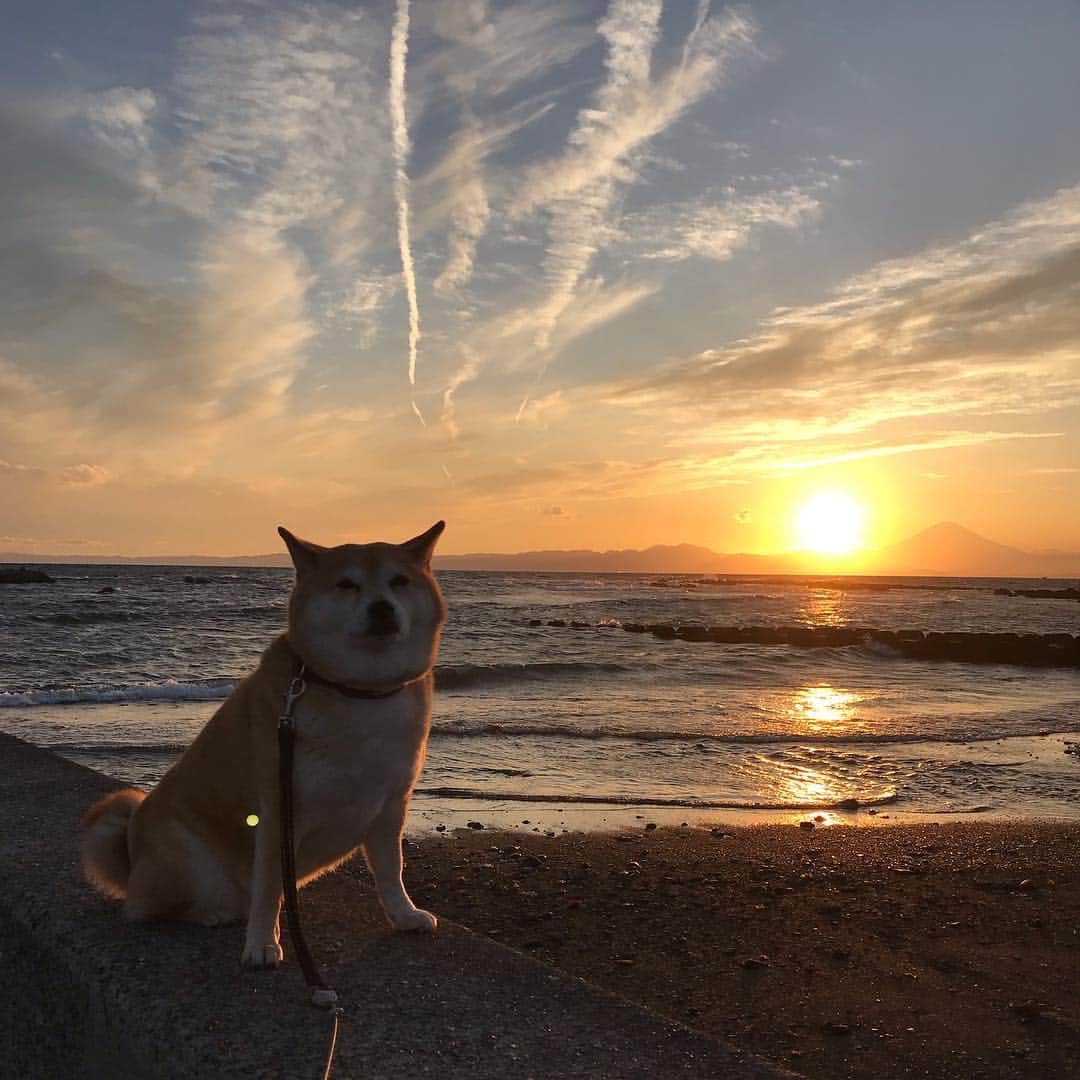 のインスタグラム：「そして夕散歩はシルエット🗻✨ #マル子  #柴犬  #shiba  #富士山  #鬼っ子」