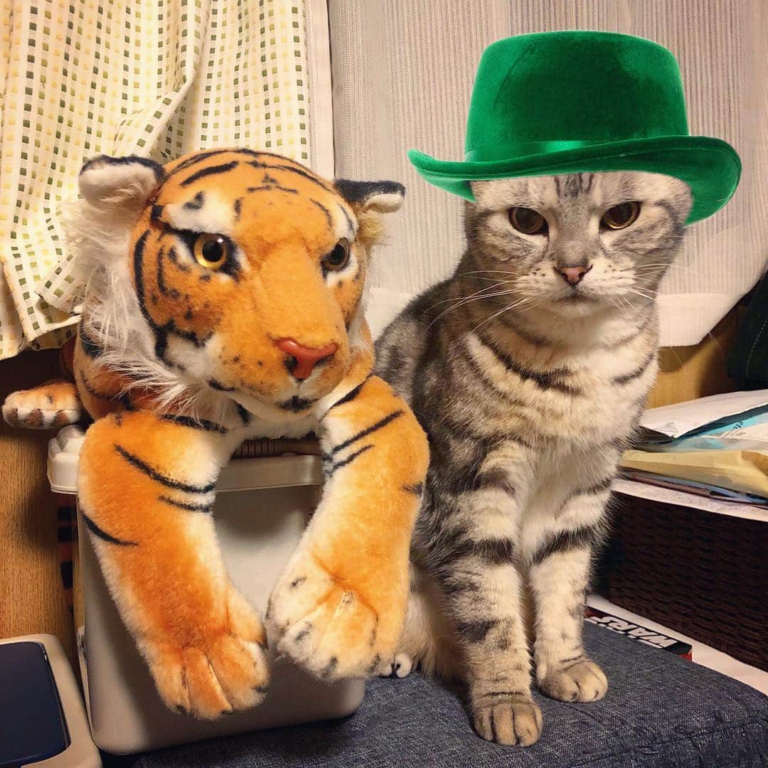 アトム & ルークのインスタグラム