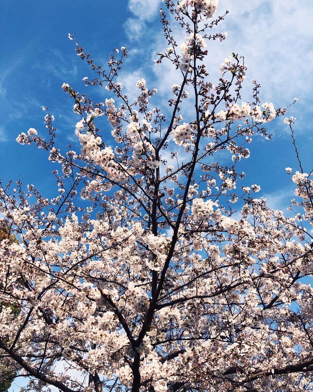 中根麗子さんのインスタグラム写真 - (中根麗子Instagram)「今日は小松川公園へ💗 リビングからも桜が見えるけど もう散ってきた。。 小松川公園は これからも 咲きそうな桜で いっぱい💗  綺麗だったなぁ💗  海斗は 早めのイヤイヤ期💗  麗奈はイヤイヤ期が あまりなかったから 楽だったけど 海斗はすごそう💗  さすが男の子💗  階段の上り下りを 何度もしたくて やっている時に もうそろそろ 行こう と言ったら写真のように。  可愛い💗  #桜#サクラ #イヤイヤ期 #1歳7ヶ月 #男の子 #love#baby #sakura#boy」3月31日 18時36分 - reiko_nakane