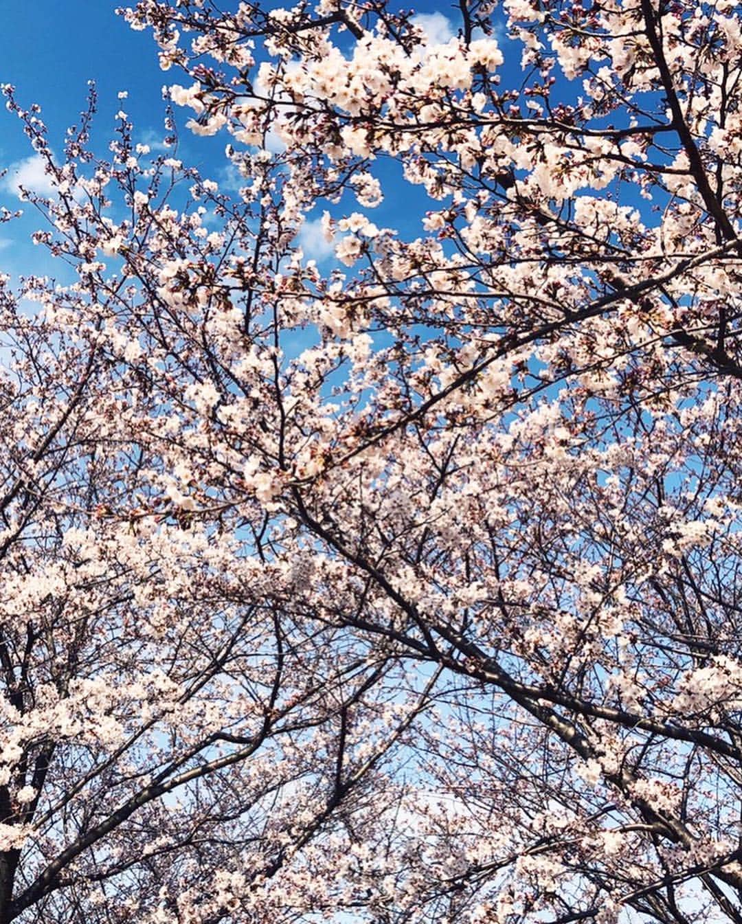 中根麗子さんのインスタグラム写真 - (中根麗子Instagram)「今日は小松川公園へ💗 リビングからも桜が見えるけど もう散ってきた。。 小松川公園は これからも 咲きそうな桜で いっぱい💗  綺麗だったなぁ💗  海斗は 早めのイヤイヤ期💗  麗奈はイヤイヤ期が あまりなかったから 楽だったけど 海斗はすごそう💗  さすが男の子💗  階段の上り下りを 何度もしたくて やっている時に もうそろそろ 行こう と言ったら写真のように。  可愛い💗  #桜#サクラ #イヤイヤ期 #1歳7ヶ月 #男の子 #love#baby #sakura#boy」3月31日 18時36分 - reiko_nakane