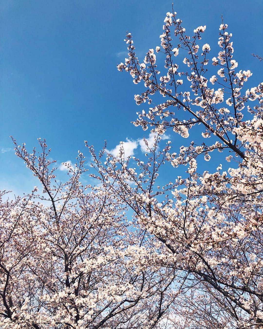 中根麗子さんのインスタグラム写真 - (中根麗子Instagram)「今日は小松川公園へ💗 リビングからも桜が見えるけど もう散ってきた。。 小松川公園は これからも 咲きそうな桜で いっぱい💗  綺麗だったなぁ💗  海斗は 早めのイヤイヤ期💗  麗奈はイヤイヤ期が あまりなかったから 楽だったけど 海斗はすごそう💗  さすが男の子💗  階段の上り下りを 何度もしたくて やっている時に もうそろそろ 行こう と言ったら写真のように。  可愛い💗  #桜#サクラ #イヤイヤ期 #1歳7ヶ月 #男の子 #love#baby #sakura#boy」3月31日 18時36分 - reiko_nakane