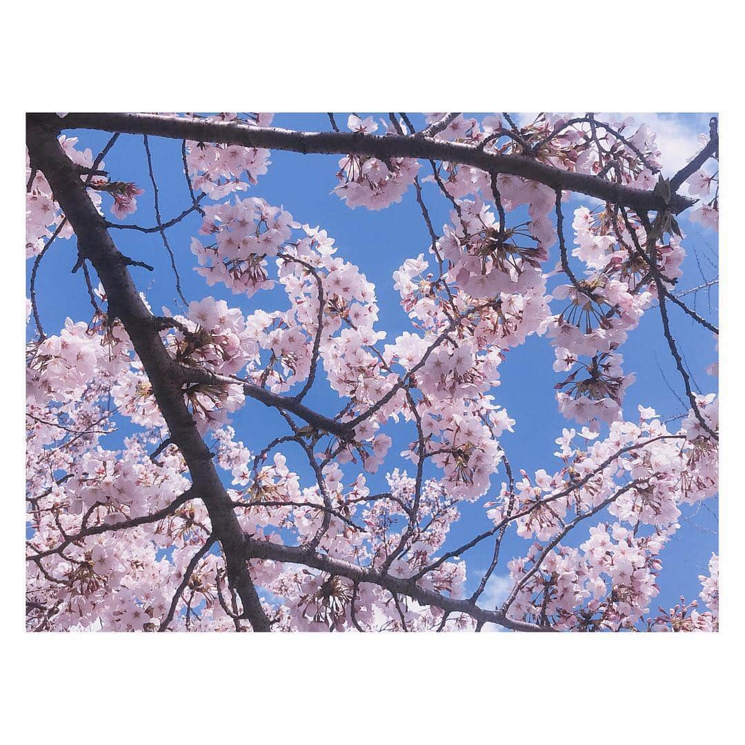 下野由貴さんのインスタグラム写真 - (下野由貴Instagram)「お花見行ってきた〜。 春だね〜。 #桜 #お花見 #舞鶴公園 #りんご飴 #🌸」3月31日 18時36分 - shimono_0402