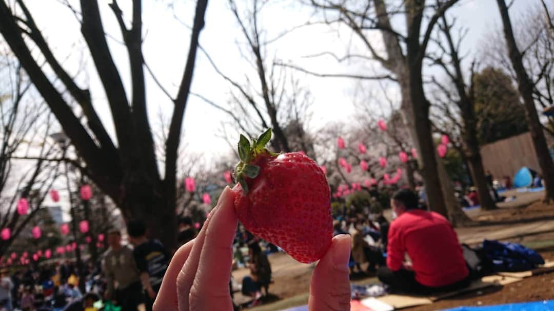 桜花さんのインスタグラム写真 - (桜花Instagram)「桜、とってもきれいに咲いていました🌸  数年ぶりに、沢山の人数でお花見しました🍀  春ですねぇ(о´∀`о)🌸 #桜  #お花見  #cherrybrossam #ohanami  #風情  #春 #spring」3月31日 18時37分 - mountainohka