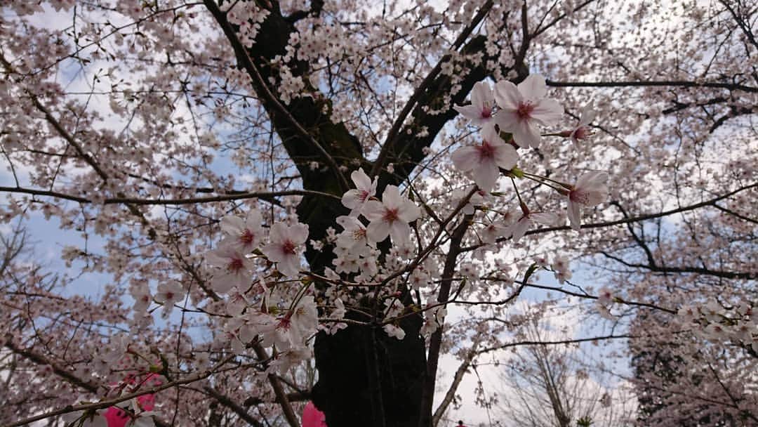 桜花さんのインスタグラム写真 - (桜花Instagram)「桜、とってもきれいに咲いていました🌸  数年ぶりに、沢山の人数でお花見しました🍀  春ですねぇ(о´∀`о)🌸 #桜  #お花見  #cherrybrossam #ohanami  #風情  #春 #spring」3月31日 18時37分 - mountainohka