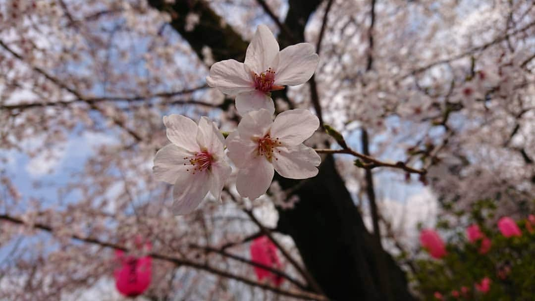 桜花のインスタグラム