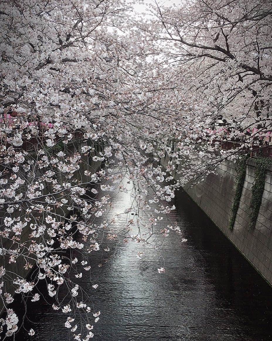 白羽ゆりさんのインスタグラム写真 - (白羽ゆりInstagram)「お花見しようと会っているのに、すぐにお茶してしまう私たち。  いつものキム(音月)と。  皆んなが微笑みながら桜を見ている。良い季節ですね🌸」3月31日 18時47分 - yurishirahane