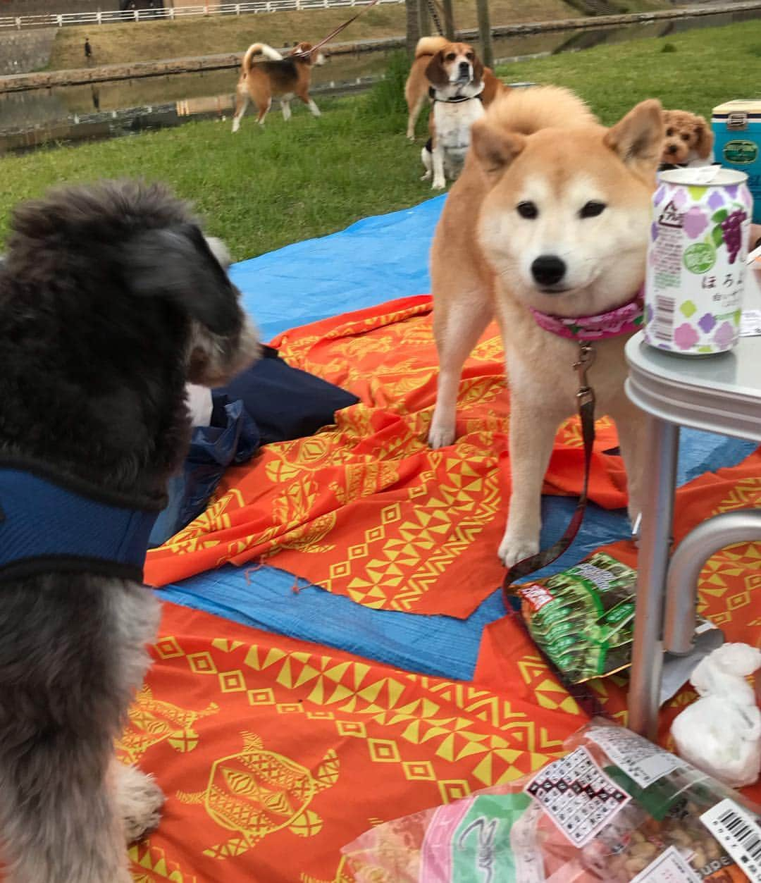 柴犬のモモさんのインスタグラム写真 - (柴犬のモモInstagram)「午後はお友達とお花見行って来ました。といっても、場所はいつもの散歩道だし桜は咲いていないところ…でも十分楽しかったです #いぬ #イヌ #犬 #柴犬 #赤柴 #日本犬 #犬バカ部 #ふわもこ部 #いぬら部 #癒しわんこ #柴犬マニア #犬のいる暮らし #口角キュキュッと部 #shiba #shibainu #shibadog #dogstagram #dogsofinstagram #shibastagram #shibasofinstagram #shibamania #inu #instadog #toyota_dog インターペットでのモモさんの様子はハイライトで残しましたが、あんまり満喫してるの伝わらなさそうです」3月31日 18時40分 - shi_ba_i_nu_momo