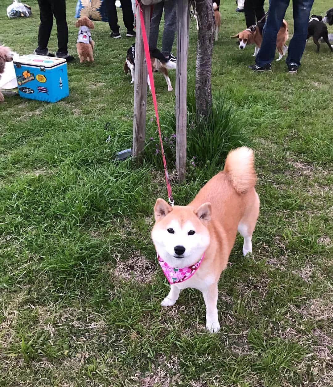 柴犬のモモさんのインスタグラム写真 - (柴犬のモモInstagram)「午後はお友達とお花見行って来ました。といっても、場所はいつもの散歩道だし桜は咲いていないところ…でも十分楽しかったです #いぬ #イヌ #犬 #柴犬 #赤柴 #日本犬 #犬バカ部 #ふわもこ部 #いぬら部 #癒しわんこ #柴犬マニア #犬のいる暮らし #口角キュキュッと部 #shiba #shibainu #shibadog #dogstagram #dogsofinstagram #shibastagram #shibasofinstagram #shibamania #inu #instadog #toyota_dog インターペットでのモモさんの様子はハイライトで残しましたが、あんまり満喫してるの伝わらなさそうです」3月31日 18時40分 - shi_ba_i_nu_momo