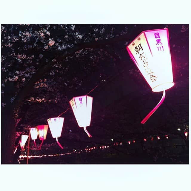 七瀬遥さんのインスタグラム写真 - (七瀬遥Instagram)「夜桜も綺麗☺️✨🌸🌸🌸✨🏮✨ #桜#ソメイヨシノ#目黒川#cherryblossom #beautiful#girls#friend#good#happy#smile#tokyo#japan」3月31日 18時41分 - haruka_mh