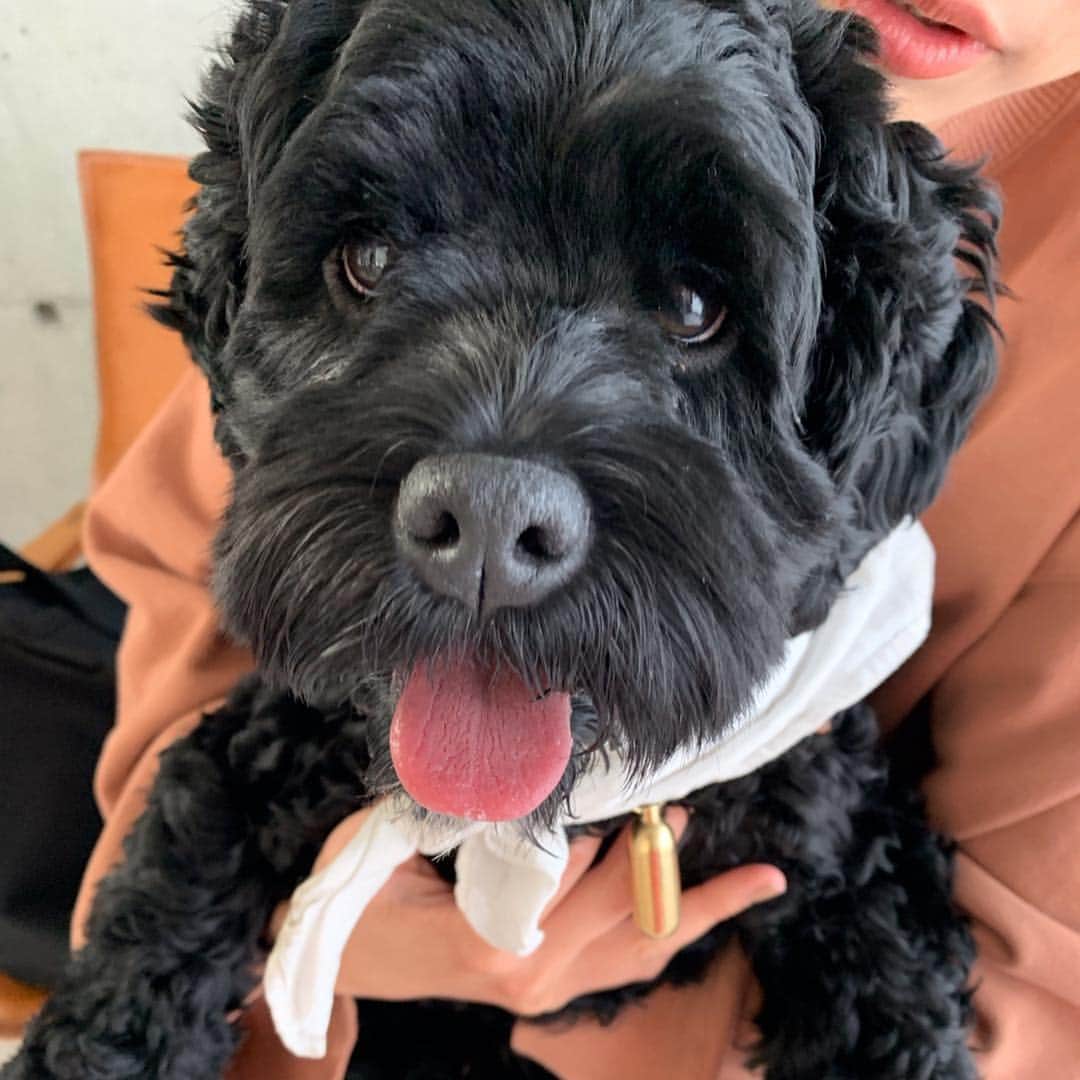 長谷川あやさんのインスタグラム写真 - (長谷川あやInstagram)「👧👩👱‍♀️ #dog #happy #安産祈願 ・ ・ ・ #おやじ会 with コド&シロ 🐶💓 ・ すごいタイミングであらわれた おむつケーキにびっくり👀💛笑 赤ちゃんグッズのキャラクター 眺めてるだけで涙でてくるくらい 最近涙腺がゆるゆるです😂🙌 ・ 2人ともありがとう😋かーちゃんがんばる😋 ・ 20年後4人で乾杯できる日を 楽しみにしているっっ👏(´∀｀)🍻」3月31日 18時52分 - ayasuke_0516
