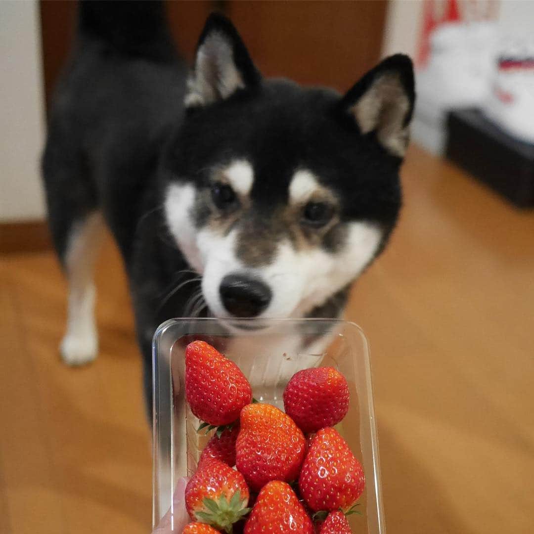 くろさんのインスタグラム写真 - (くろInstagram)「🍓 #豆も気になるぅ #いちご大好き犬 #イチゴ大好き犬 #苺大好き犬 #strawberrydog #kuroshiba #blackshiba #shibainu #shibastagram #instadog #dogstagram #柴犬 #黒柴 #日本犬 #和犬 #癒し犬 #いぬら部 #ふわもこ部 #柴犬部 #モフモフ生命体 #柴犬のいる暮らし #わんこのいる暮らし #わんこのいる生活 #わんこと一緒 #わんダフォ #わんだふるjapan」3月31日 18時54分 - m6bmw