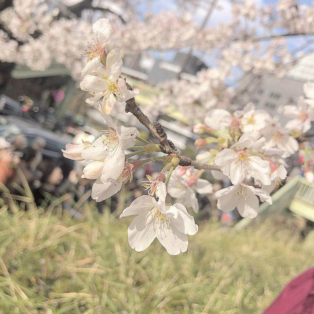 中野恵那さんのインスタグラム写真 - (中野恵那Instagram)「昨日は夜桜だったけど、 今日は明るい時にみれた♡  どっちの良さもあるから 本当に魅力的…♡ ・ ・ 私もそんな魅力のある女の人になりたいな😌  そんな今日はのんのんと  お花見してきたよ❤︎❤︎ #お花見 #さくら」3月31日 18時57分 - nakano.ena