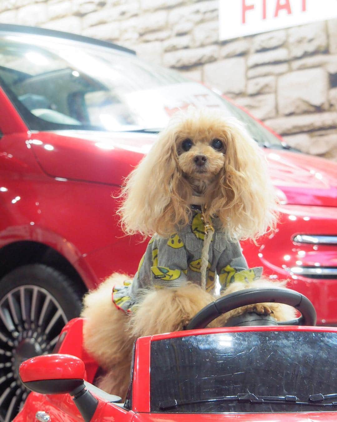 Toypoodle Mikuru?Asakusa Tokyoさんのインスタグラム写真 - (Toypoodle Mikuru?Asakusa TokyoInstagram)「インターペット 2019 Part1 今年はビール🍺の販売がなく 泣きながらのお買物と撮影でした😭 . みきゅるんにお声掛けて頂きありがとうございました🙏🏻 . 買ったのはオヤツとケア用品😄 みきゅるん オヤツの試食もらってまんぷくそうでした😂 . #インターペット #インターペット2019 #東京ビッグサイト . 20190329 Friday.」3月31日 18時58分 - purapura299