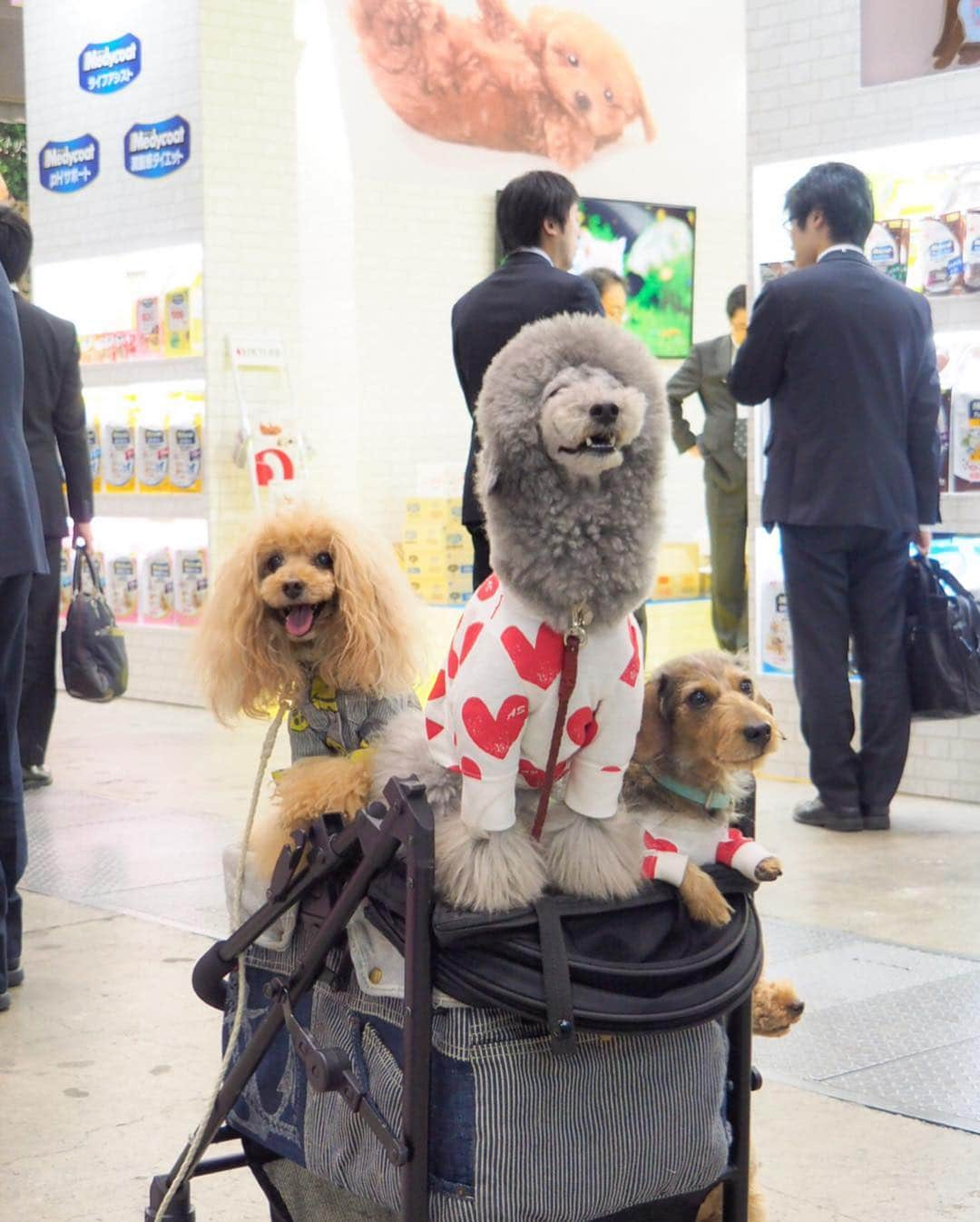 Toypoodle Mikuru?Asakusa Tokyoさんのインスタグラム写真 - (Toypoodle Mikuru?Asakusa TokyoInstagram)「インターペット 2019 Part1 今年はビール🍺の販売がなく 泣きながらのお買物と撮影でした😭 . みきゅるんにお声掛けて頂きありがとうございました🙏🏻 . 買ったのはオヤツとケア用品😄 みきゅるん オヤツの試食もらってまんぷくそうでした😂 . #インターペット #インターペット2019 #東京ビッグサイト . 20190329 Friday.」3月31日 18時58分 - purapura299