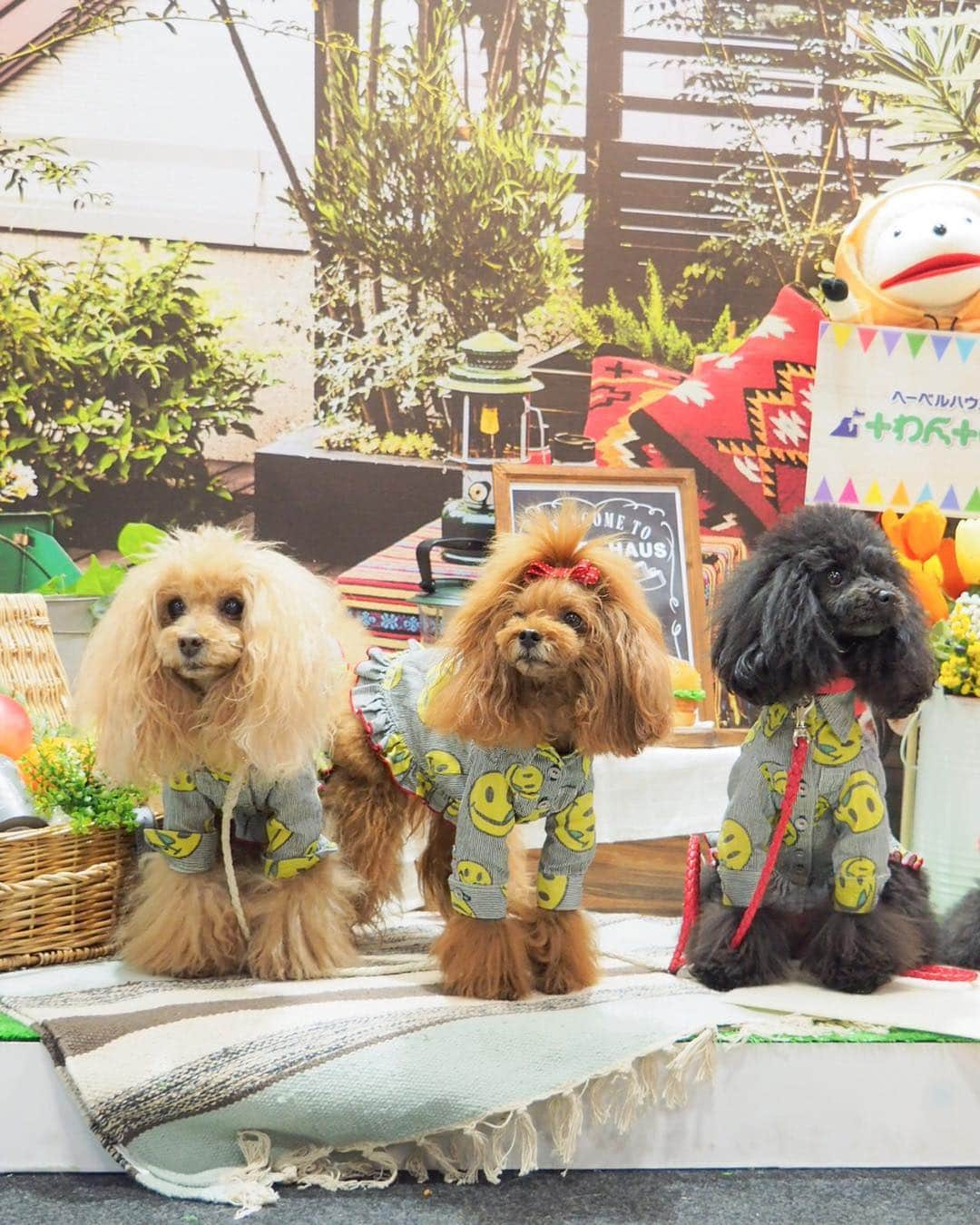 Toypoodle Mikuru?Asakusa Tokyoさんのインスタグラム写真 - (Toypoodle Mikuru?Asakusa TokyoInstagram)「インターペット 2019 Part1 今年はビール🍺の販売がなく 泣きながらのお買物と撮影でした😭 . みきゅるんにお声掛けて頂きありがとうございました🙏🏻 . 買ったのはオヤツとケア用品😄 みきゅるん オヤツの試食もらってまんぷくそうでした😂 . #インターペット #インターペット2019 #東京ビッグサイト . 20190329 Friday.」3月31日 18時58分 - purapura299