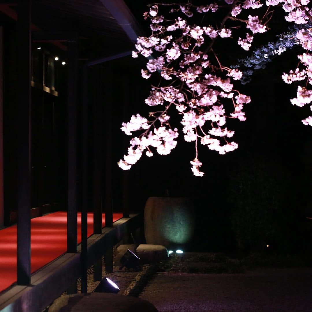 八芳園さんのインスタグラム写真 - (八芳園Instagram)「【夜桜見物】  花冷えの日が続いているお陰で 染井吉野が長く咲いている今年の春。 まだまだ夜桜も愉しむ事ができそうです。  本日もライトアップが始まり レストランでは多くのお客様が お花見とお食事で、ゆったりと 過ごしていらっしゃいます。  自然栽培や提携農家の野菜が 美味しい八芳園内の2つのレストラン スラッシュカフェ、ENJYUでは 店内から夜桜を見ながらの乾杯用に 国産のワインも用意しています。  平成最後のお花見に 樹齢200年を越す染井吉野を見る、 そんな「粋」なひと時を お届けしています。  吹ぶけよ、桜。 吹ぶけよ、人。 ［八芳園Spring Festival 2019 粋］ http://www.happo-en.com/event/springfestival2019/  #桜イベント #桜ライトアップ #夜桜 #夜桜デート #夜桜撮影 #夜桜ライトアップ #粋 #ワイン #カフェ #カフェ巡り #カフェ好き #カフェご飯 #自然栽培 #オーガニック #国産ワイン #ヴァンナチュール #東京 #白金台 #happoen #tokyo #wine」3月31日 19時13分 - happoen