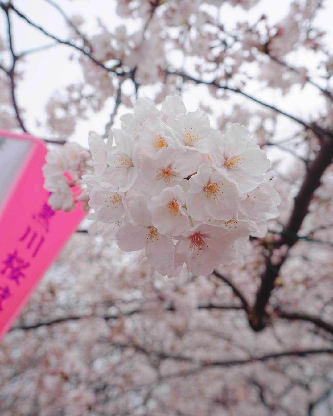 宮河マヤさんのインスタグラム写真 - (宮河マヤInstagram)「It's still a bit chilly but Spring is definitely here🌸目黒川の桜並木、まだ満開ではなかったけど昨年とは少し違った景色と雰囲気を味わえて幸せ。  そして、明日の新しい元号の発表が待ち遠しい✨様々な事が起きた平成も残り1カ月。自分が生まれた平成が終わるのはとても寂しいけど、新しい時代を目の当たりに出来ること、そして次の新時代がとっても楽しみ！  #桜 #Spring #平成31年」3月31日 19時13分 - maya_m0901