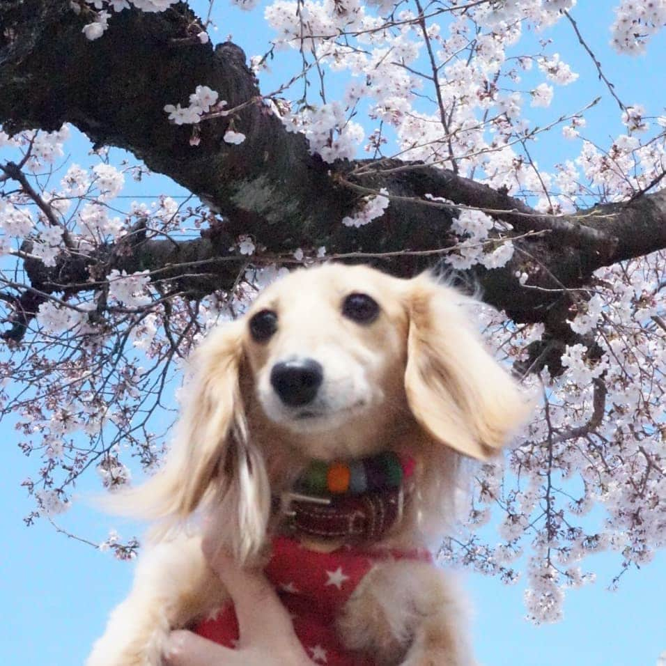 kazumiさんのインスタグラム写真 - (kazumiInstagram)「. 桜🌸を見にお散歩へ…🐾🐾 . 「台風かーっ💢」って言うくらい凄い風で、寒くて寒くて…🤧 . 公園全体はまだ四分咲きくらい🌸 . 少しでも多く咲いている木をさがして👀📸✨ * * * #ルカ#ルーちゃん#レア#レアちゃん#愛犬#癒し#可愛い#ダックス#ダックスフンド#ミニチュアダックス#ミニチュアダックスフンド#桜#寒すぎるわー#ヤンチャ姫#シニア犬#レア日記#お爺ちゃん日記 #dachshund#miniaturedachshund#dachshund_world#dogstagram#dogofinstagram#dachshundsofinstagram#dachshundlove#instadog#todayswanko#cute#pretty#love#cherryblossom」3月31日 19時07分 - dagumama