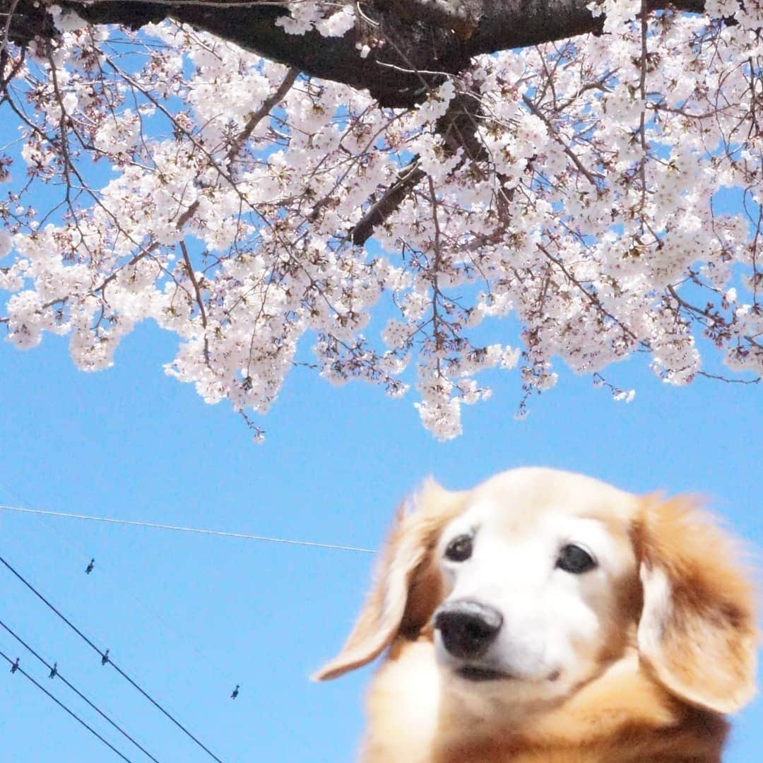 kazumiさんのインスタグラム写真 - (kazumiInstagram)「. 桜🌸を見にお散歩へ…🐾🐾 . 「台風かーっ💢」って言うくらい凄い風で、寒くて寒くて…🤧 . 公園全体はまだ四分咲きくらい🌸 . 少しでも多く咲いている木をさがして👀📸✨ * * * #ルカ#ルーちゃん#レア#レアちゃん#愛犬#癒し#可愛い#ダックス#ダックスフンド#ミニチュアダックス#ミニチュアダックスフンド#桜#寒すぎるわー#ヤンチャ姫#シニア犬#レア日記#お爺ちゃん日記 #dachshund#miniaturedachshund#dachshund_world#dogstagram#dogofinstagram#dachshundsofinstagram#dachshundlove#instadog#todayswanko#cute#pretty#love#cherryblossom」3月31日 19時07分 - dagumama