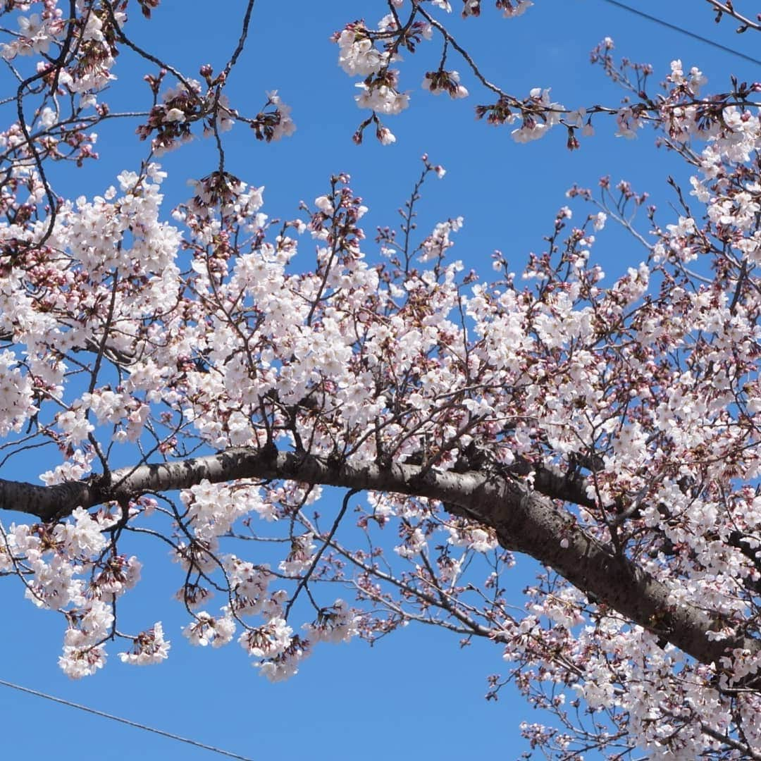 kazumiさんのインスタグラム写真 - (kazumiInstagram)「. 桜🌸を見にお散歩へ…🐾🐾 . 「台風かーっ💢」って言うくらい凄い風で、寒くて寒くて…🤧 . 公園全体はまだ四分咲きくらい🌸 . 少しでも多く咲いている木をさがして👀📸✨ * * * #ルカ#ルーちゃん#レア#レアちゃん#愛犬#癒し#可愛い#ダックス#ダックスフンド#ミニチュアダックス#ミニチュアダックスフンド#桜#寒すぎるわー#ヤンチャ姫#シニア犬#レア日記#お爺ちゃん日記 #dachshund#miniaturedachshund#dachshund_world#dogstagram#dogofinstagram#dachshundsofinstagram#dachshundlove#instadog#todayswanko#cute#pretty#love#cherryblossom」3月31日 19時07分 - dagumama