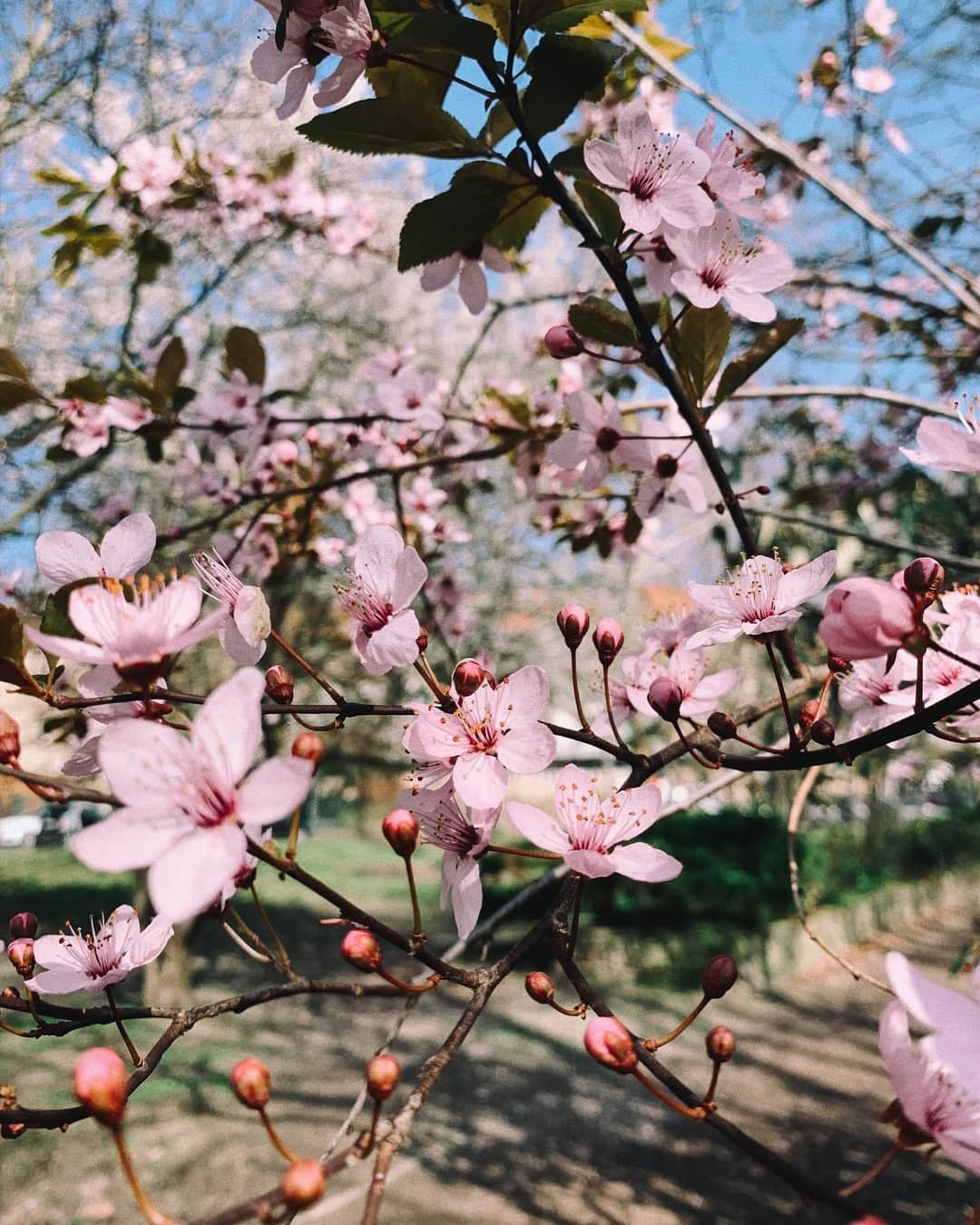 STIL IN BERLINさんのインスタグラム写真 - (STIL IN BERLINInstagram)「Can’t help it #springinberlin」3月31日 19時11分 - stilinberlin