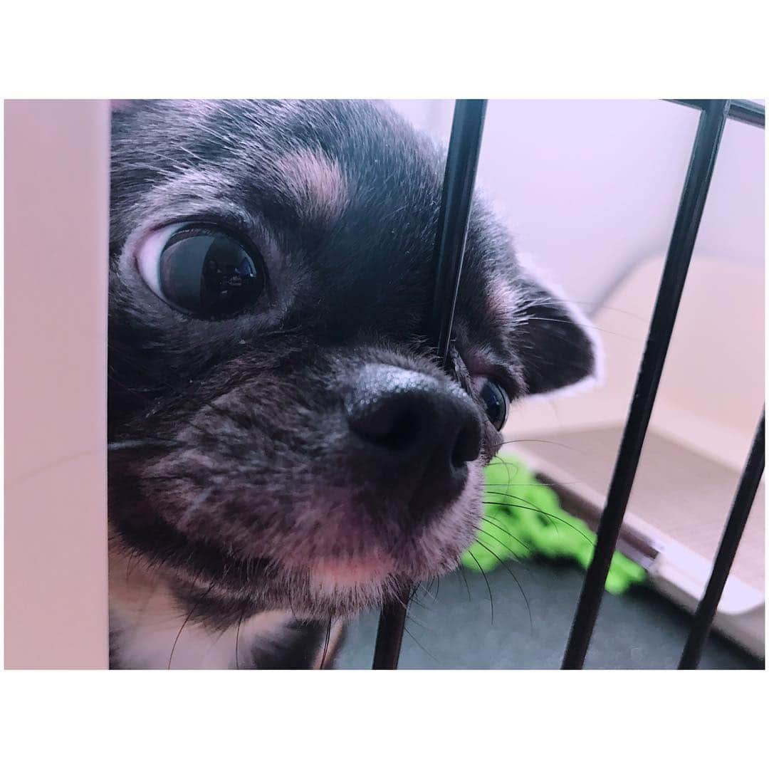 有明ゆなさんのインスタグラム写真 - (有明ゆなInstagram)「おはよう☀ ってアップすぎてワロタ！ . . . . #愛犬 #チワワ #チワワちゃん #チワワ画像 #ちわわ #ちわわ多頭飼い #ちわわちゃん #犬 #いぬ #いぬすたぐらむ #いぬすた #イヌスタグラム #イヌ #dog #dogstagram #dogs #instadog #gm #goodmorning」4月1日 6時04分 - ariake_yuna