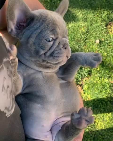 French Bulldogのインスタグラム