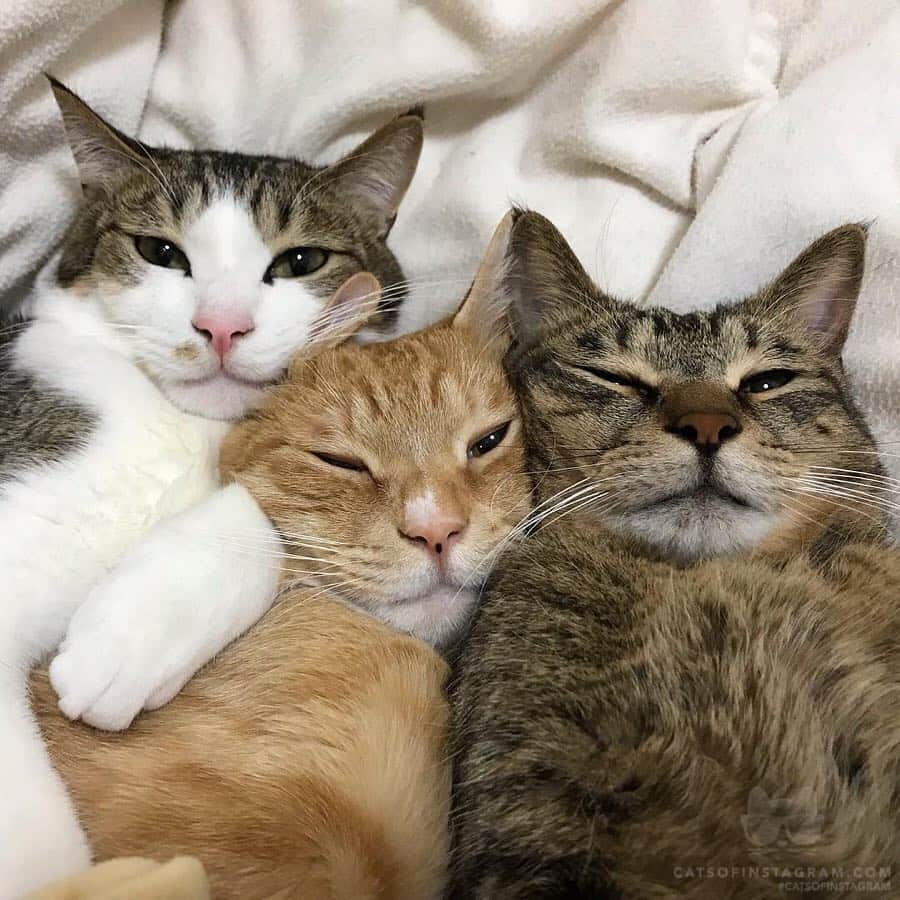 Cats of Instagramさんのインスタグラム写真 - (Cats of InstagramInstagram)「From @go_home_loa: "＊ 帰宅して布団をめくって 「外寒かっ……」 話してる途中お兄達は即寝😑 ・ 写真です動きません！" #catsofinstagram」4月1日 4時54分 - cats_of_instagram