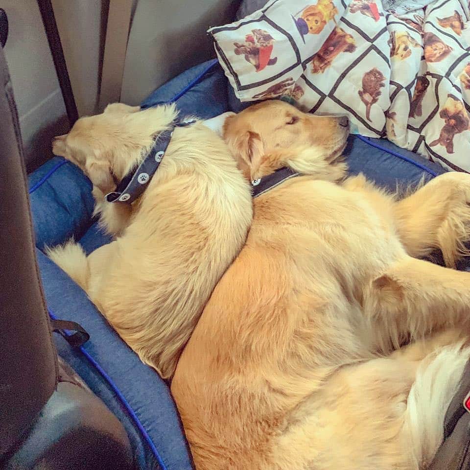 レナータ・ファンさんのインスタグラム写真 - (レナータ・ファンInstagram)「Meus bebês caninos dormindo juntos na viagem de hoje. Messi & Abel Foto do papai @atilaabreu51」4月1日 5時33分 - renatafan