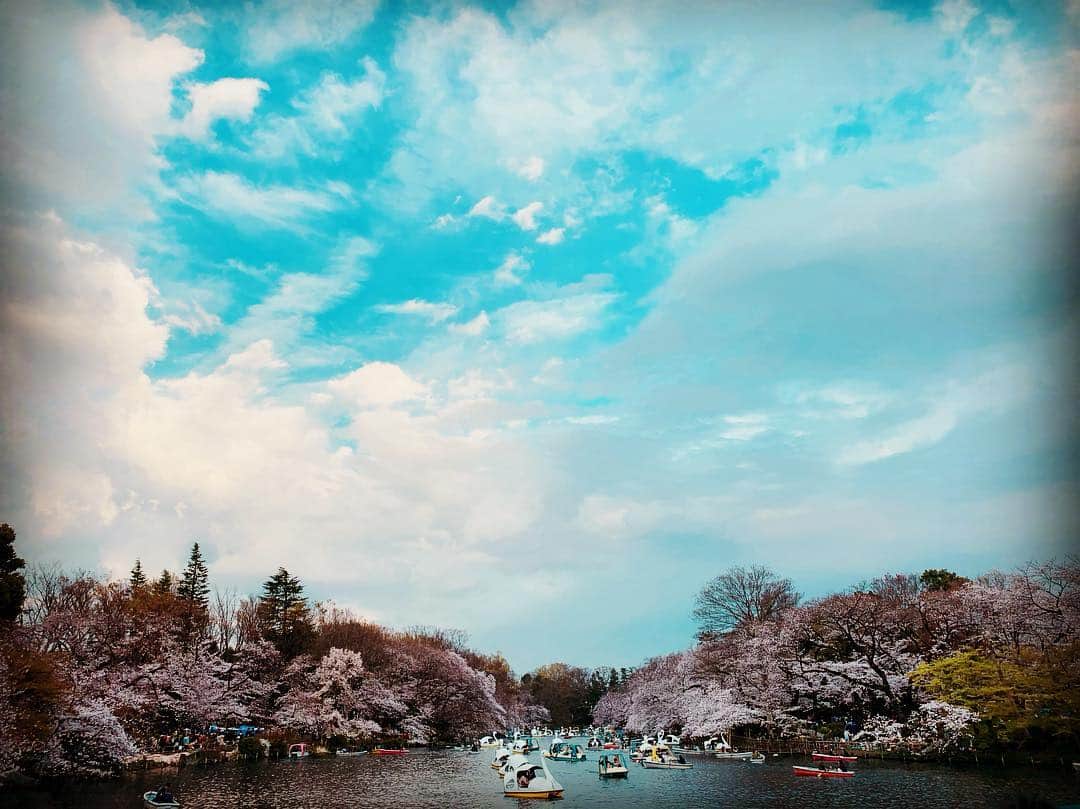 宍戸留美のインスタグラム：「#2019 #お花見 #井の頭公園 #Japanese #spring #cherryblossom #cherryblossoms」