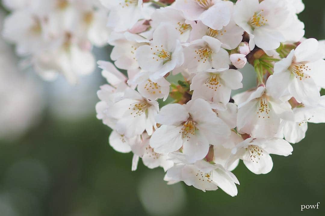 anemone_69のインスタグラム：「. ❀ . . #ソメイヨシノ #染井吉野 #sakura #サクラ #桜 . . .」