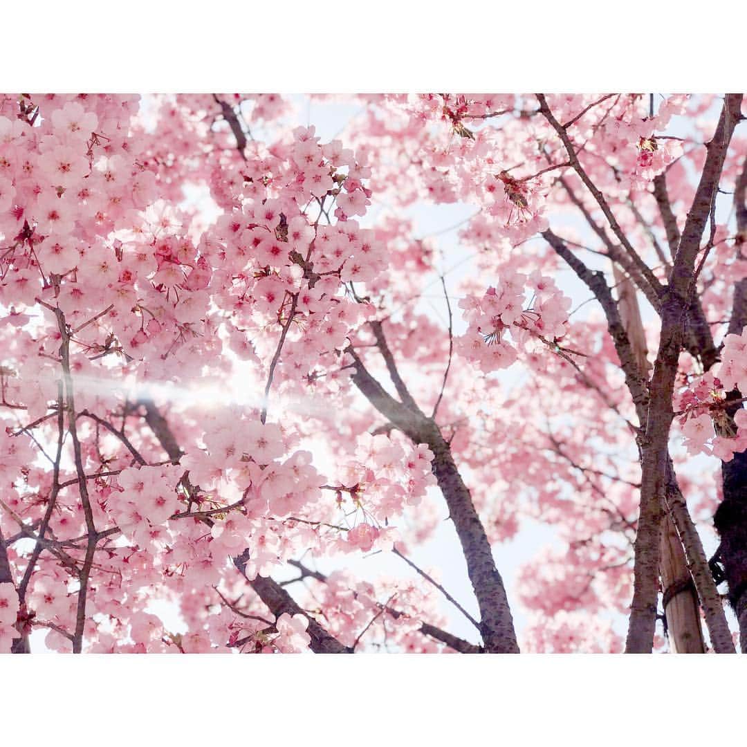 権藤朱実さんのインスタグラム写真 - (権藤朱実Instagram)「. 渋谷の桜🌸 #Japan #Tokyo #Shibuya #spring #flower #cherryblossom #shooting #photo #akephoto #渋谷 #桜 #風景 #写真 #春 #平成 #2019年 #model #satorujapan #akemigondo #モデル #サトルジャパン #権藤朱実 →@satorujapan_official @akemigondo ☑︎プロフィールのリンクにて、blog更新中☺︎ My blog『ake photo』 →http://ameblo.jp/akemi-gondo/」3月31日 21時09分 - akemigondo