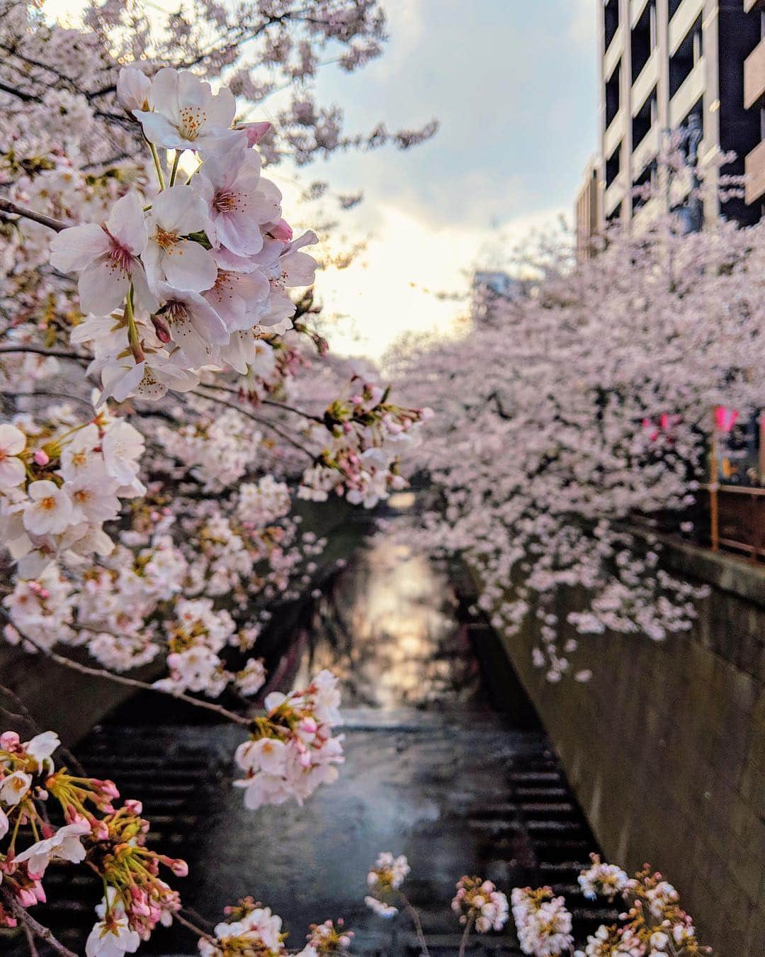 吉田沙世さんのインスタグラム写真 - (吉田沙世Instagram)「やっとお花見できた〜🌸✨ みなさんはお花見しましたか？☺️ #桜#お花見#cherryblossom」3月31日 21時08分 - sayobaby