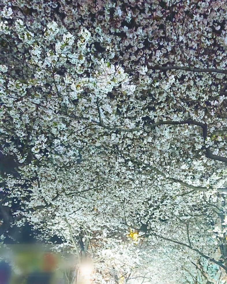 末野卓磨さんのインスタグラム写真 - (末野卓磨Instagram)「夜桜の美しさよ。」3月31日 21時12分 - takuma_sueno