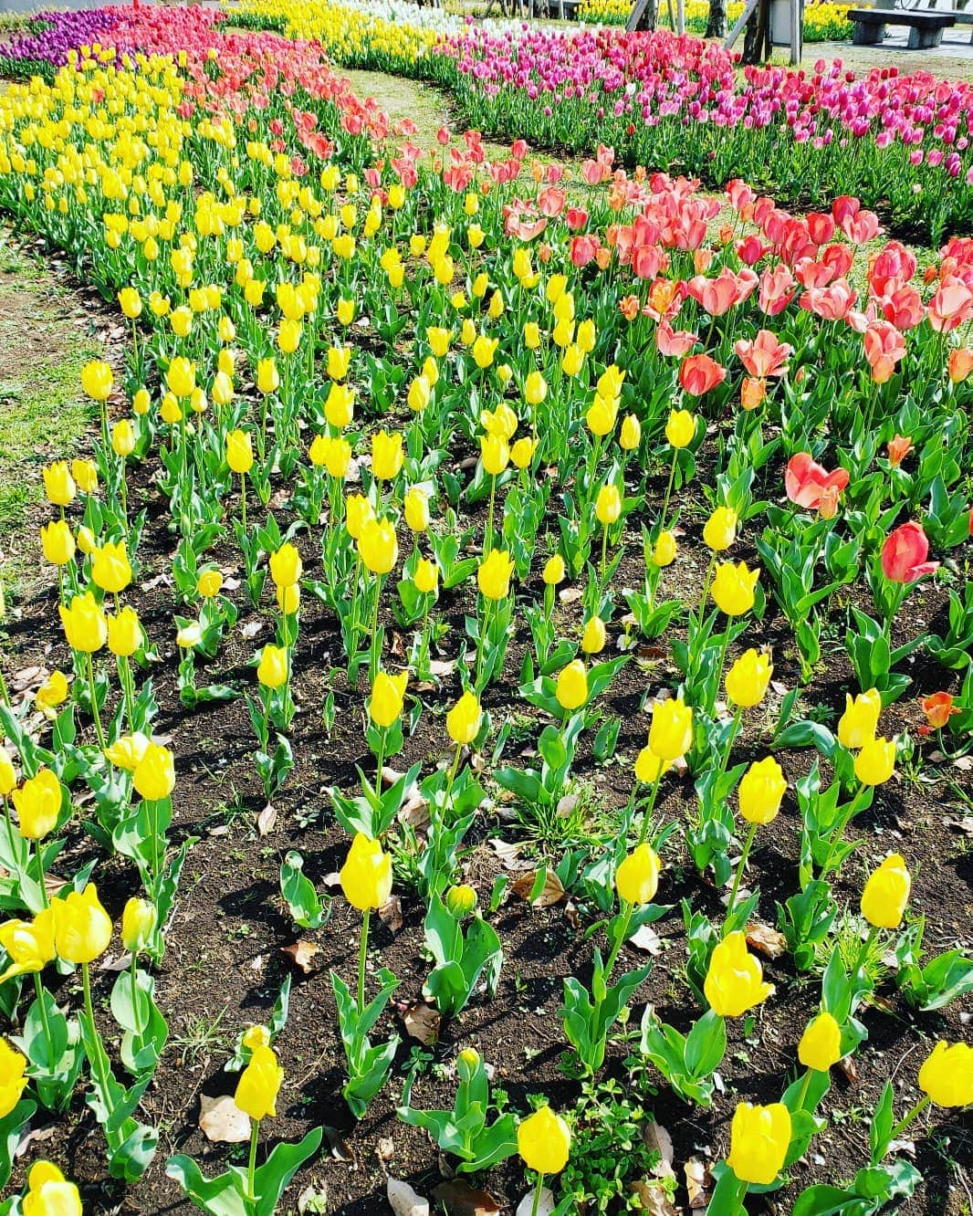 梅田陽子さんのインスタグラム写真 - (梅田陽子Instagram)「日差しに照らされたチューリップが可愛すぎる #春#spring #チューリップ#tulips #お花#お花大好き #おひさま#パワー#エネルギー#flower#colorful」3月31日 21時25分 - yokoumeda