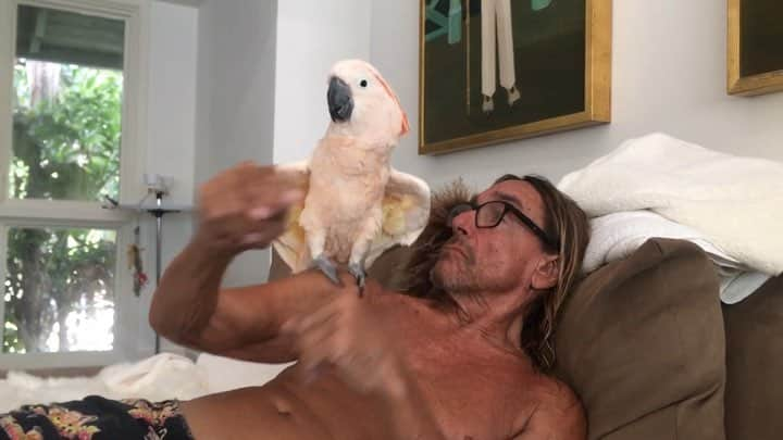 イギー・ポップのインスタグラム：「Sundays are for the birds.  #DanceWithMe #ChillWithMe #Miami #Maxin #TheOne #TheOnly #Moluccan #Cockatoo #Dancehall #ChampionOfTheWorld and #AllAroundGoodBoy  #BiggyPop #Birds #IggyPop  Songs: #BamBam by  #SisterNancy  #DollyMyBabyRemix by #SuperCat」