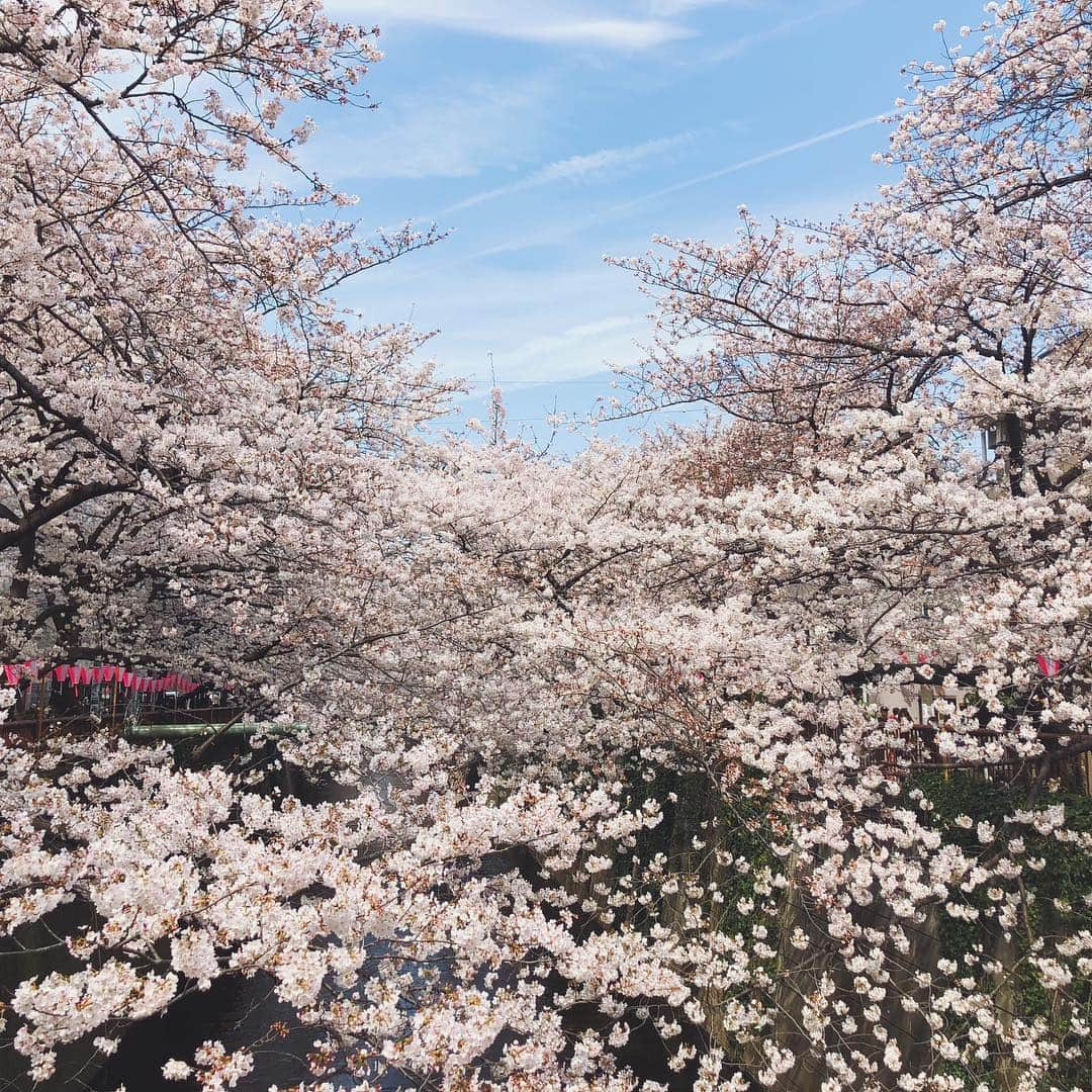 村田倫子さんのインスタグラム写真 - (村田倫子Instagram)「桜。 みなさまお花見しましたか？ 私は今日、むぎ🐕とお散歩して少し桜見てきました。 写真は去年の中目黒。 この日は満開だったなあ🌸 . 東京マラソンにはじまり、色々と地方に赴いたり、TGCを歩かせていただいたり 駆け抜けた３月だったなあ、、、 (あっとゆーますぎる) . 平成があと少しでおわってしまうのは、寂しいけれど いつもより新しい変化と予感に満ちてる春も たのしみです☺︎ とりあえず美味しいもの食べたい。笑」3月31日 21時16分 - rinco1023