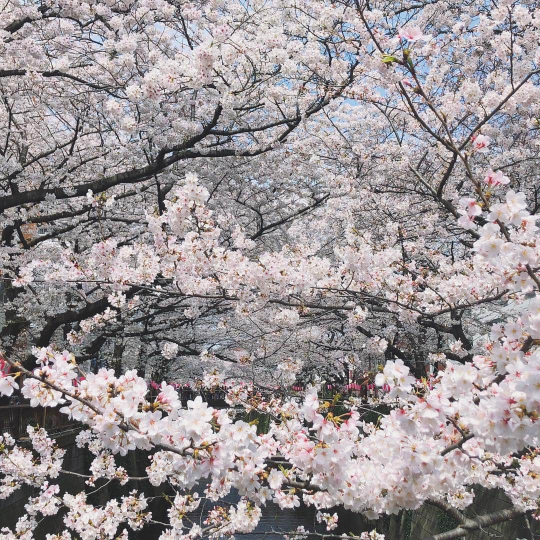 村田倫子さんのインスタグラム写真 - (村田倫子Instagram)「桜。 みなさまお花見しましたか？ 私は今日、むぎ🐕とお散歩して少し桜見てきました。 写真は去年の中目黒。 この日は満開だったなあ🌸 . 東京マラソンにはじまり、色々と地方に赴いたり、TGCを歩かせていただいたり 駆け抜けた３月だったなあ、、、 (あっとゆーますぎる) . 平成があと少しでおわってしまうのは、寂しいけれど いつもより新しい変化と予感に満ちてる春も たのしみです☺︎ とりあえず美味しいもの食べたい。笑」3月31日 21時16分 - rinco1023