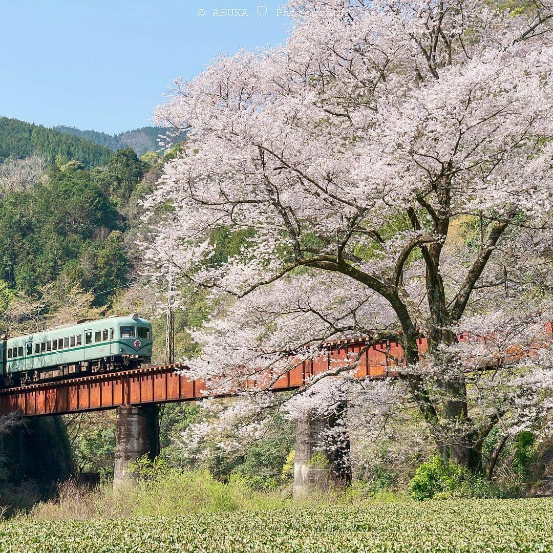 のインスタグラム：「*﻿﻿ *﻿﻿ 🚃🌱🌸﻿ *﻿﻿ *﻿﻿ ﻿Google Mapsの印したところが地図上から消えてしまい、本当に困ってます🥺﻿ 元に戻して欲しい。﻿ ﻿ 2019.03.27﻿ *﻿﻿ *﻿﻿ #大井川鐵道 ﻿﻿ #大井川鉄道 ﻿﻿ #train﻿ #電車﻿ #桜 ﻿﻿ #鉄道 ﻿﻿ #はなまっぷ ﻿﻿ #はなまっぷ桜2019 ﻿﻿ #flower ﻿﻿ #さくら ﻿﻿ #sakura﻿﻿ #cherryblossoms ﻿﻿ #α9﻿﻿ #ザ花部 ﻿﻿ #茶畑﻿ #sonyalpha﻿﻿ #yourshotphotographer﻿﻿ #BeAlpha﻿﻿ #sony﻿﻿﻿﻿﻿ #japan﻿﻿﻿﻿﻿ #MyRRS﻿﻿﻿ #reallyrightstuff﻿﻿﻿ #fstopgear﻿」