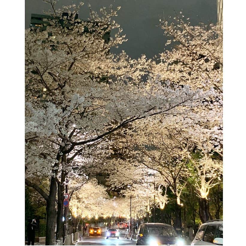 武藤京子さんのインスタグラム写真 - (武藤京子Instagram)「* 夜桜もいいね🌸 * #お花見  #夜桜」3月31日 21時20分 - kyokomuto0628