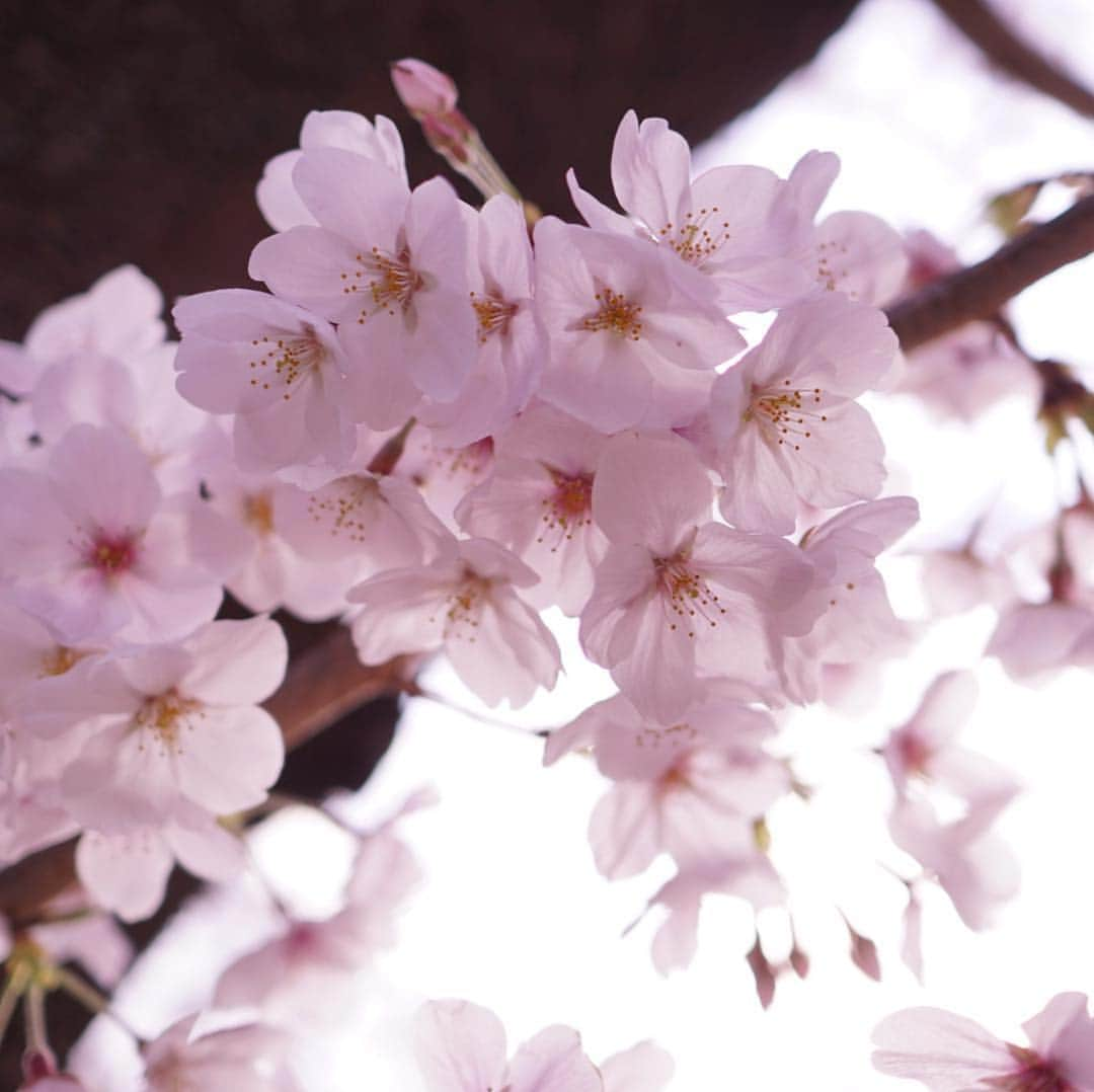 みかんさんのインスタグラム写真 - (みかんInstagram)「. 今日は青山霊園にお花見に行って来ました。 満開の桜のトンネルが綺麗でした🌸 . . #桜 #青山霊園  #mikanmamahana」3月31日 21時26分 - aja.ri