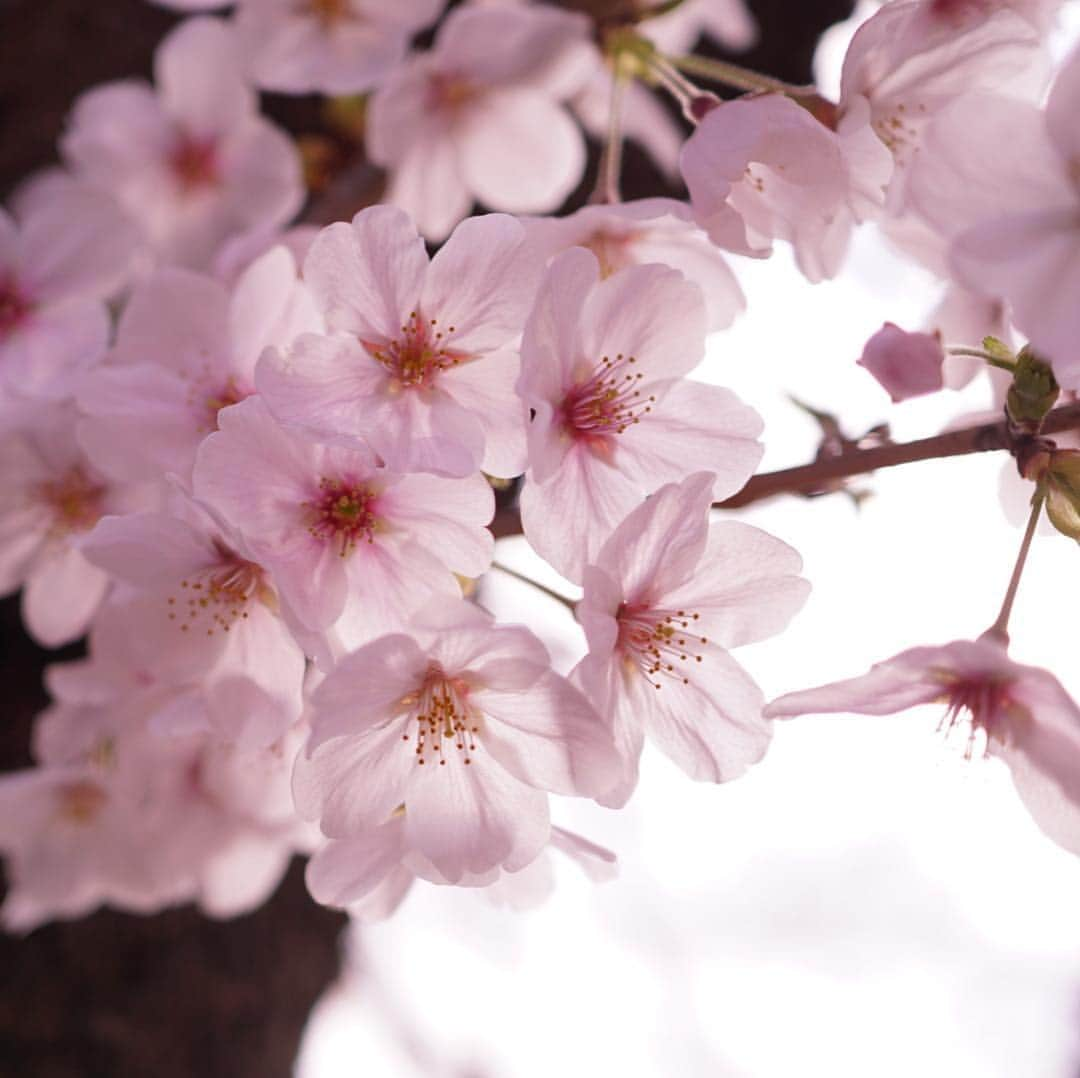 みかんさんのインスタグラム写真 - (みかんInstagram)「. 今日は青山霊園にお花見に行って来ました。 満開の桜のトンネルが綺麗でした🌸 . . #桜 #青山霊園  #mikanmamahana」3月31日 21時26分 - aja.ri