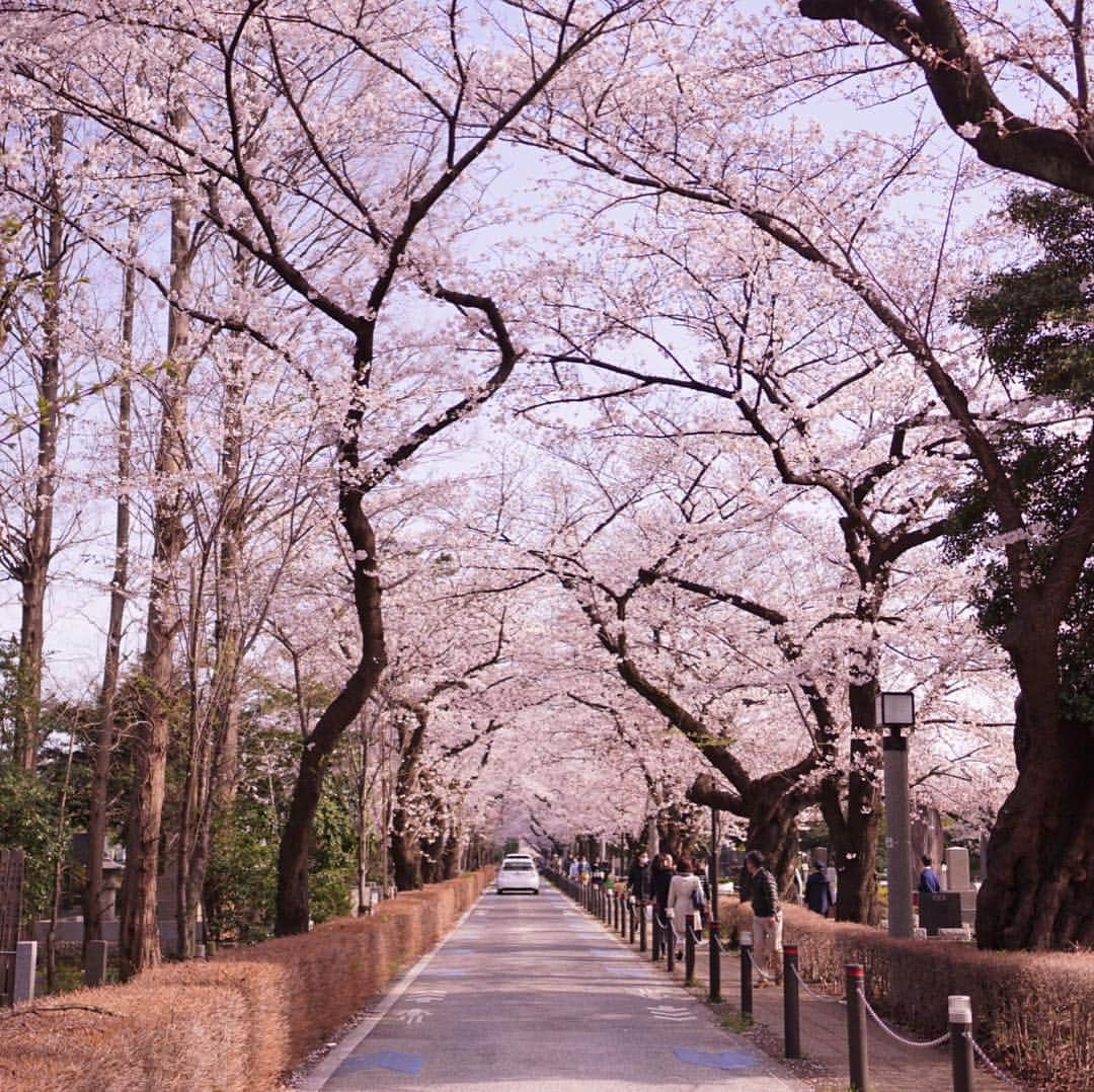 みかんさんのインスタグラム写真 - (みかんInstagram)「. 今日は青山霊園にお花見に行って来ました。 満開の桜のトンネルが綺麗でした🌸 . . #桜 #青山霊園  #mikanmamahana」3月31日 21時26分 - aja.ri