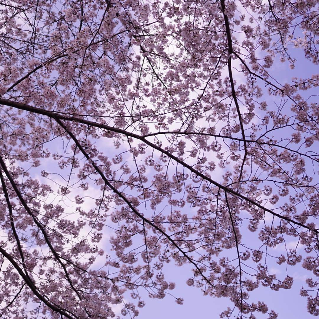 みかんさんのインスタグラム写真 - (みかんInstagram)「. 今日は青山霊園にお花見に行って来ました。 満開の桜のトンネルが綺麗でした🌸 . . #桜 #青山霊園  #mikanmamahana」3月31日 21時26分 - aja.ri
