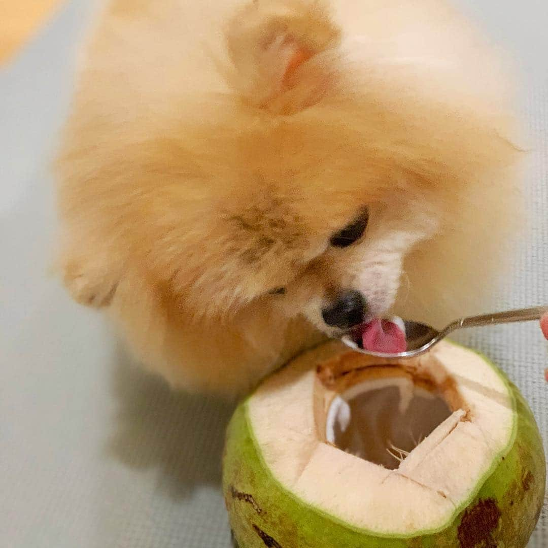 Ella Chuffyさんのインスタグラム写真 - (Ella ChuffyInstagram)「Coconut water aka alkaline water...it’s good for Chuffy and me.  So healthy and yummy 😋❤️ . . . . . . . . #ellachuffy #pet #petstagram #pomeranianpage #pomeraniansofinstagram #teacuppoms #cutedogs #pomeranian_lovers #pomeranianlife #pomeranianworld #teddybeardog #pomeranian #puppylove #aplacetolovedogs #dogoftheday #justpomeranians #fluffypack #dogoftheday #anmlsposts #thedailypompom #picoftheday #iflmdog #犬 #狗 #everydaydoglover #puppy #собаки #ポメラニアン」3月31日 21時33分 - missdiad